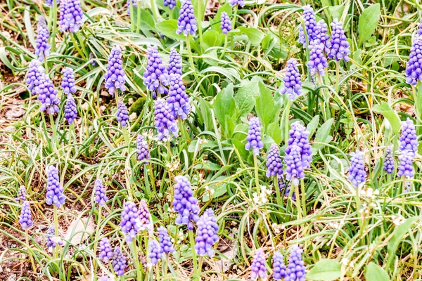 Grup küçük taze mavi muscaries Çiçek bahçesinde, Japonya