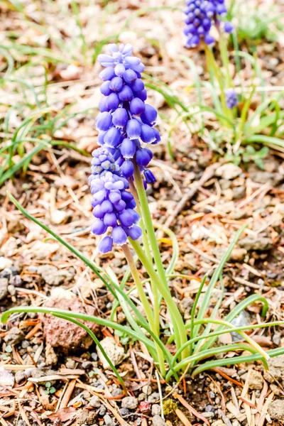 Primer Plano Dos Flores Muscaries Azul Jardín Japón — Foto de Stock