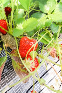 Strawberry Ranch, Japonya 'daki şubede Çilek Meyveleri' ni kapatın.