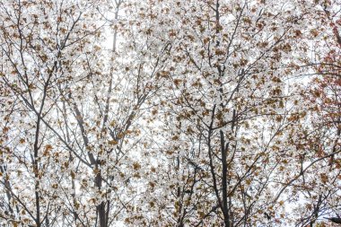 Beyaz sakura çiçek çiçek açan ağacı Japonya'da closeup