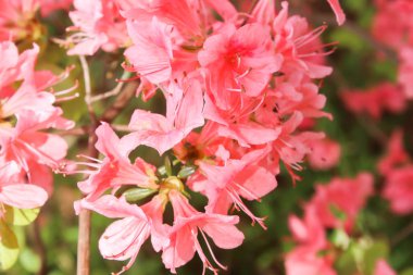Grup Kırmızı açelya çiçek Blossoming yaz, Japonya