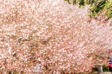 Japonya arka planda güzel beyaz ve pembe kiraz çiçeği Sakura çiçek peyzaj