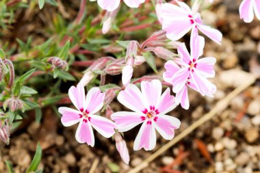 Shibazakura festivalinde pembe yosun veya kiraz çiçeği makro, Yamanashi, Kawaguchiko