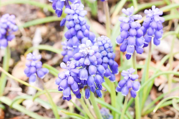 Grupo Pequeñas Flores Moscas Azules Jardín Japón — Foto de Stock