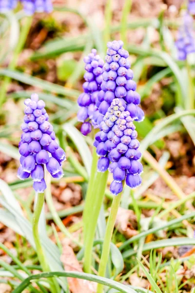 Macro Flores Muscaries Azul Jardín Japón — Foto de Stock