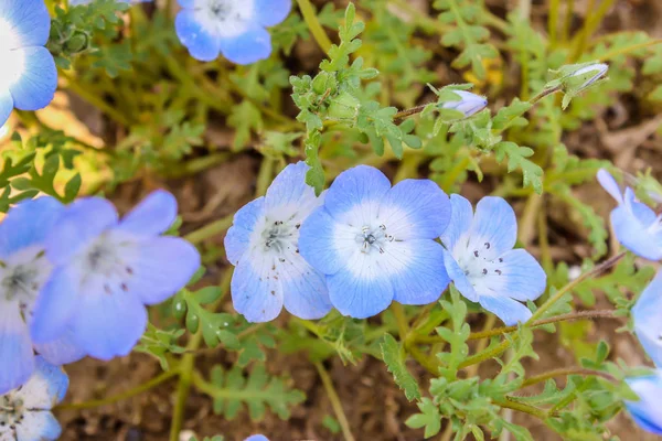 Kwiat Fioletowy Biały Kwiat Wiosna Nemophila Parku Nadmorskim Hitachi — Zdjęcie stockowe