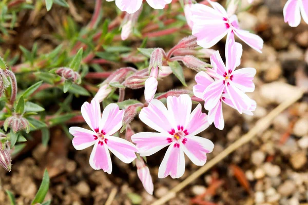Shibazakura festivalinde pembe yosun veya kiraz çiçeği makro, Yamanashi, Kawaguchiko