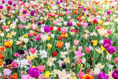 Macro of multi-colored tulips in hitachi seaside park clipart
