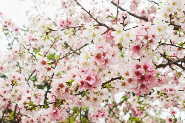 Birçok beyaz ve pembe grup güzel kiraz çiçeği sakura pembe ve beyaz Tianyuan Tapınağı, Tayvan