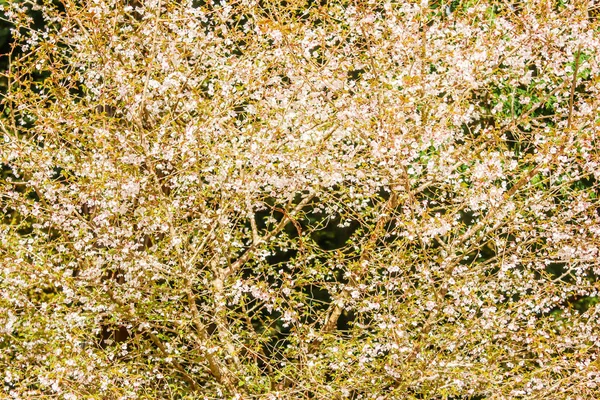 Groupe Belles Fleurs Cerisier Blanc Sakura Fleur Japon — Photo