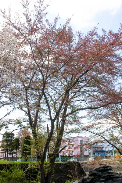 花日本でオレンジと白桜の風景 — ストック写真