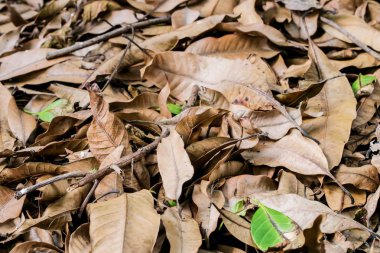 Closeup kuru yaprakları ve tek yeşil yere bırak
