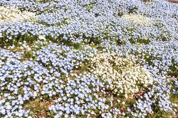 Primer Plano Del Grupo Azul Blanco Nemophila Flor Primavera Parque — Foto de Stock