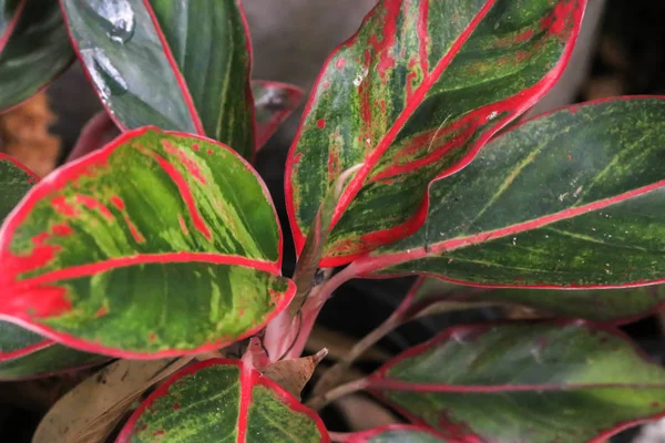 Güzel Aglaonema süs closeup koyu pembe ve yeşil yaprakları