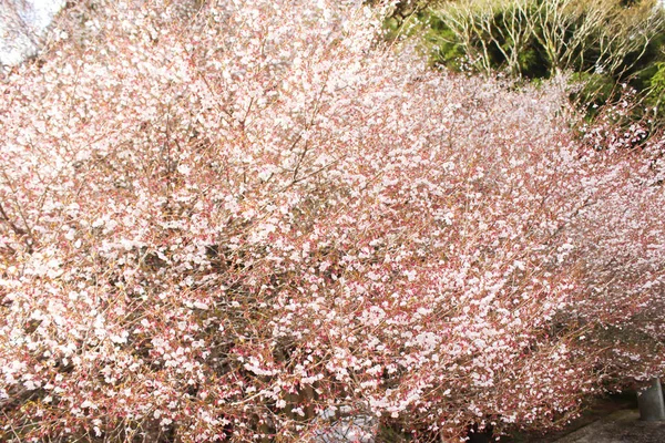 Paysage Belle Fleur Cerisier Blanc Rose Sakura Fleur Japon — Photo