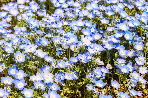 Little mini flower purple and white Nemophila spring flower in hitachi seaside park