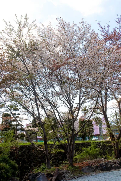 Beyaz Sakura Çiçek Ağaç Japonya Peyzaj — Stok fotoğraf