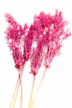 Beyaz arkaplandaki Kuru Pembe Çimlerin Kapanışı