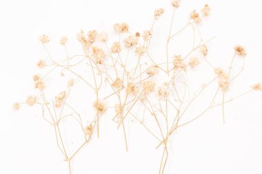 Closeup grup üzerinde beyaz backgruond Beyaz kuru Gypsophil