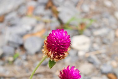 Biri, mor küre Amaranth, bekarlığa veda düğme Bahçe
