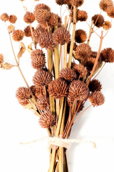 Brown Dry Paper Muberry Eller Broussonetia Papyrifera Vit Bakgrund — Stockfoto