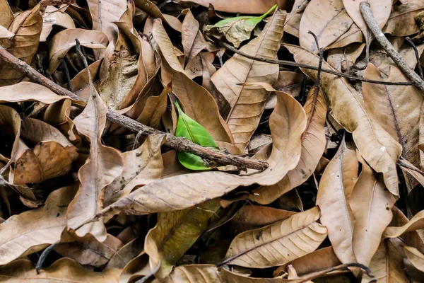 Kuru Yaprakları Yerde Tek Yeşil Bırakın Stok Fotoğraf