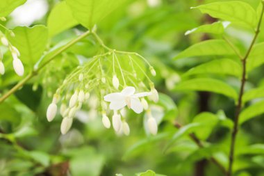 Beyaz Wrightia dinine yakın, Benth bahçesinde.