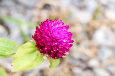 Mor Küre 'ye yakın Amaranth, Bekar Düğmesi Bahçede