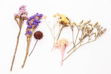 Beyaz arka planda yedi kuru çiçek