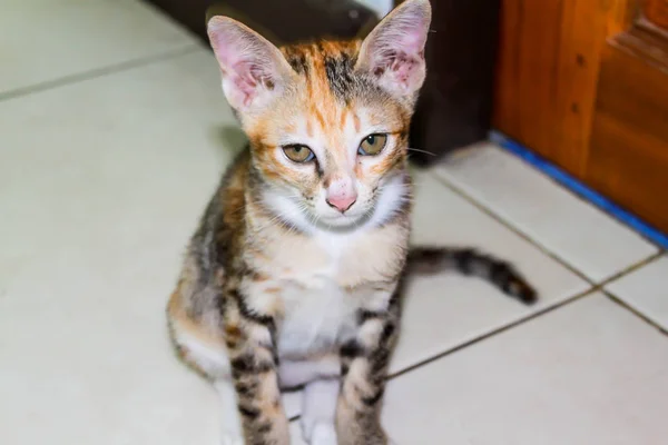 Close Van Gezicht Schattig Enkele Kat Huis — Stockfoto