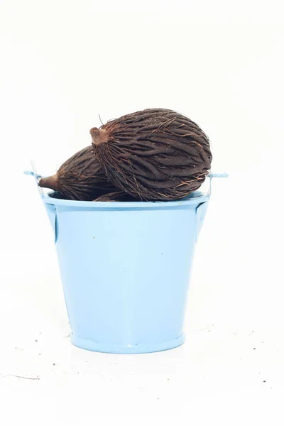 Closeup Dry Seed Fox Tail Palm Blue Little Bucket — Stock Photo, Image
