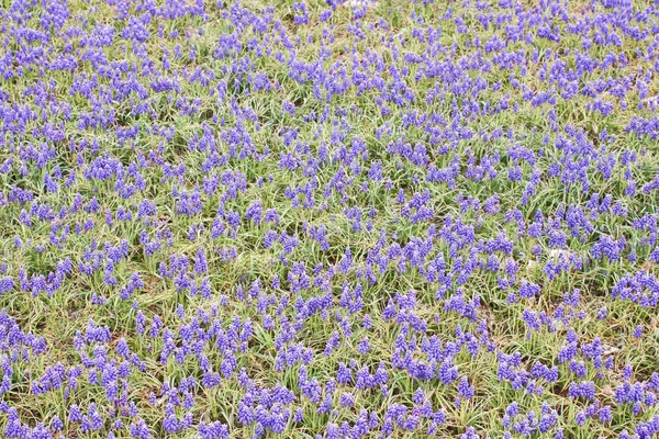 Grupo Pequeño Mini Flores Muscaries Azul Jardín Japón — Foto de Stock