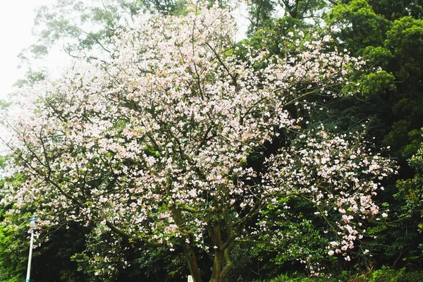 単一のピンクと白の桜窝寺 台湾の花ピンクの枝 — ストック写真