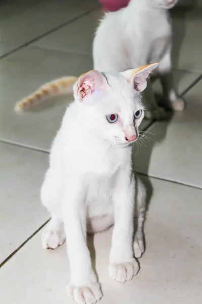 Primer Plano Lindo Solo Gato Blanco Casa — Foto de Stock