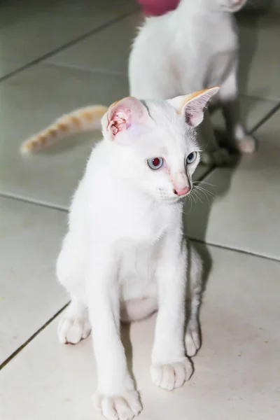 Close Van Schattige Enkele Witte Kat Huis — Stockfoto