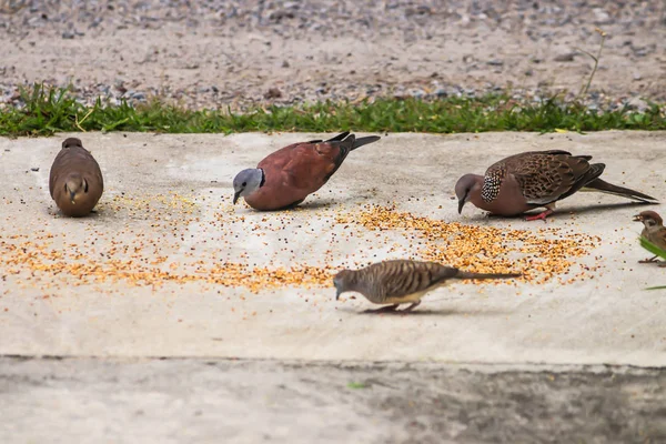 Macro Four Asian Grey Pigeons Dove Little Bird Eating — Stock Photo, Image