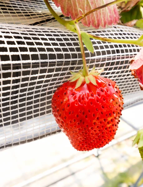 Single Big Red Strawberry Strawberry Farm Chiba Japan — стоковое фото