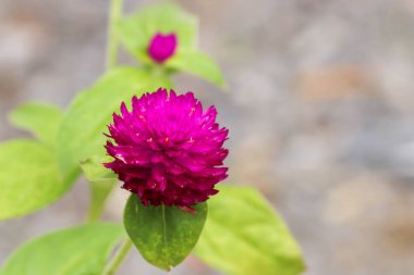 Purple Globe Amaranth, Bachelor Button bahçede Single