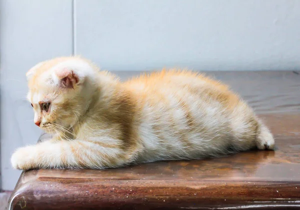 Corpo Laranja Pequeno Gato Persa Olhando Para Frente Mesa — Fotografia de Stock