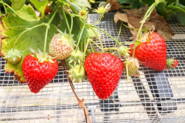Dört çilek meyve dalı çilek grubundaki Japonya