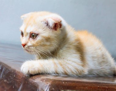 Masanın üzerinde ileriye bakan baş turuncu küçük Farsça kedi yakın