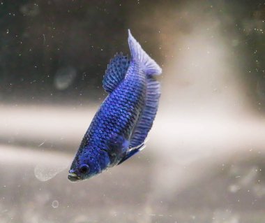 Yakın yakın Betta balık, siyam mücadele balık, suda betta dalak