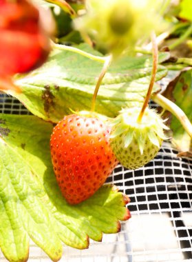Çilek çiftliğinde büyük kırmızı bir çilek, Chiba, Japonya