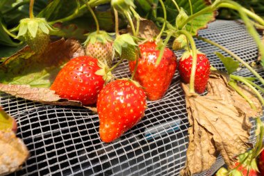 Dört büyük kırmızı ve beyaz çilek çiftlik, seralarda yetiştirilen çilek Japonya