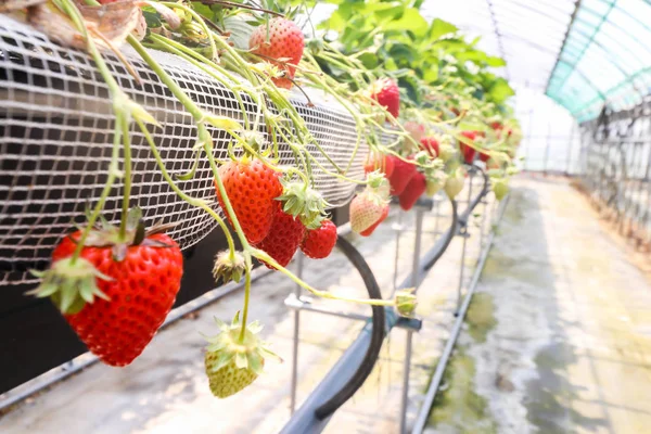 Makro taze çilek grubundaki Japonya seralarda yetiştirilen çilek
