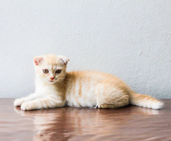 Close Pequeno Gato Persa Laranja Sobre Mesa — Fotografia de Stock
