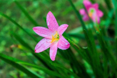 Blooming pembe Zephyranthes rosea yağmur damlası ile tek