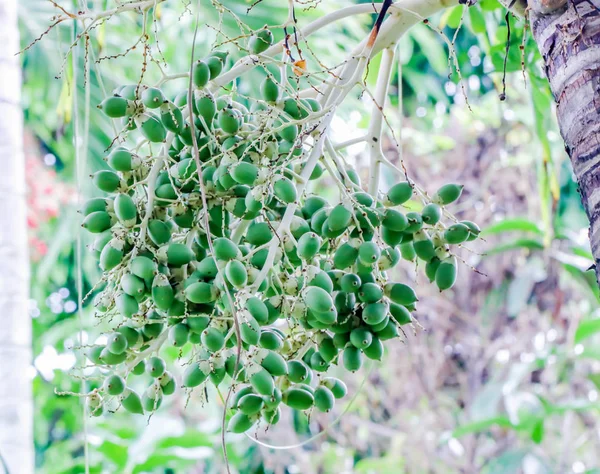 Closeup yeşil olgun tembul fındık taze tembul palm