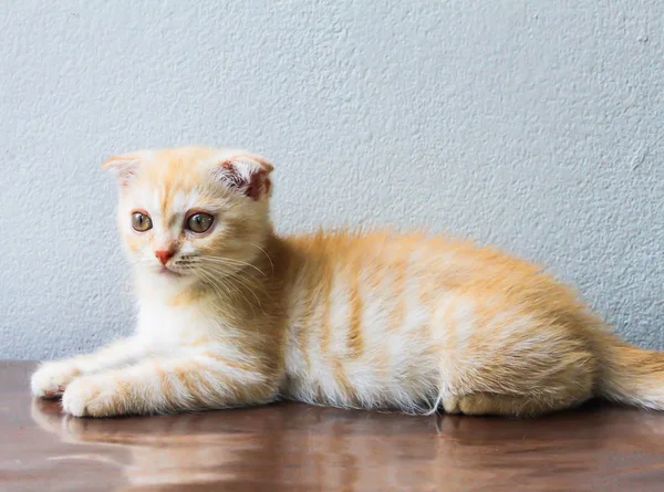 Close Laranja Pequeno Gato Persa Sobre Mesa — Fotografia de Stock