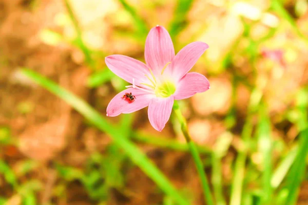 Único Rosa Florescendo Zephyranthes Rosea — Fotografia de Stock